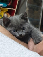 2 ekor British Short Hair betina dan jantan 2 BULAN, no mix, asli, VAKSIN(+), MAKANAN: ROYAL CANIN, BUANG AIR SUDAH DI LITTER BOX, SAYA BUKAN CATTERY, MAU PINDAHAN RUMAH