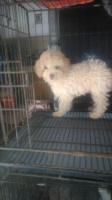 Anakan pomerian cream dan oll black stb
