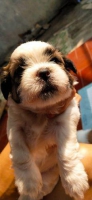 anjing shihtzu STAMBUM,VAKSIN,TATO