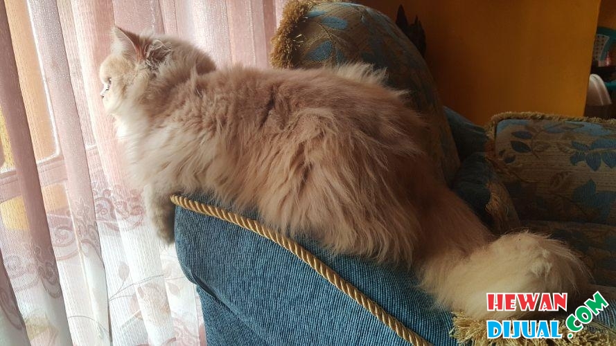 [Dijual] Kucing Persia, Long Hair | HewanDijual.com