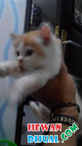 [Dijual] Kitten Anggora | HewanDijual.com