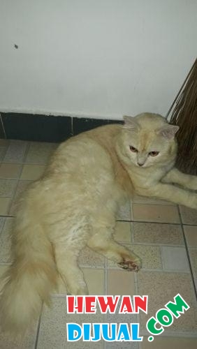  Dijual Kucing Anggora Asli Jinak Bersih HewanDijual com