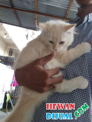 [Dijual] Kucing Anggora Spesial | HewanDijual.com