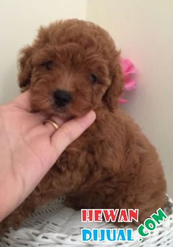 41++ Anjing red toy poodle update