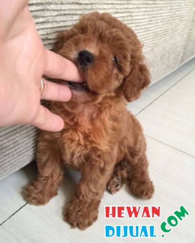 [Dijual] Jual Hi Quality Anjing Red Toy Poodle Female | HewanDijual.com
