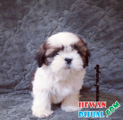  Dijual Jual 4 Shih Tzu Puppies Size Kecil  Cakep Harga 