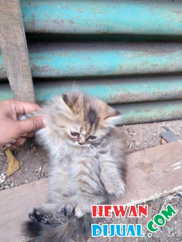 [Dijual] 2 Ekor Anak Kucing Umur Dua Bulan Ambik Smua Monggo D Nego