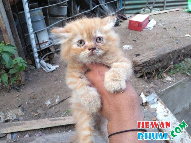 [Dijual] 2 Ekor Anak Kucing Umur Dua Bulan Ambik Smua Monggo D Nego