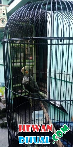  Dijual Burung Laki Laki  Sudah Bisa Ngoceh HewanDijual com