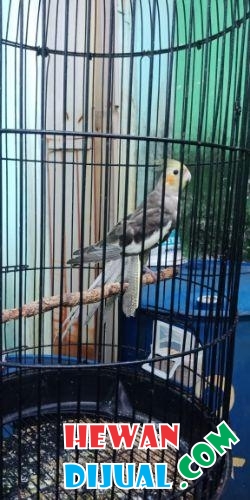  Dijual Burung Laki Laki  Sudah Bisa Ngoceh HewanDijual com