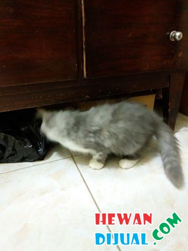 [Dijual] Kucing Persia Medium Betina | HewanDijual.com