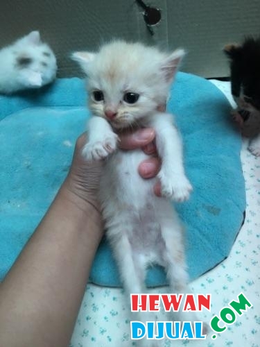 [Dijual] Kitten Kucing Anggora Persia | HewanDijual.com