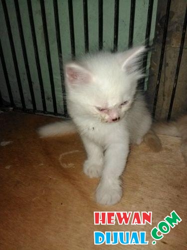 [Dijual] Anakan Kucing Persia Umur 2 Bulan Jantan & Betina