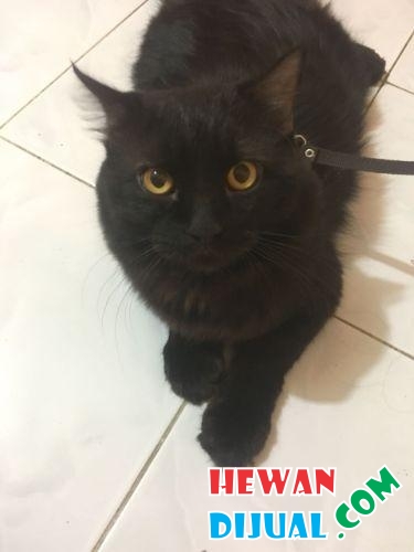 Dijual Kucing Persia Medium di Pekanbaru  HewanDiJual.com