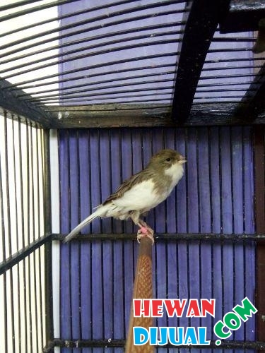  Dijual Burung  Kenari  F2ys Warna  Abu Putih HewanDijual com
