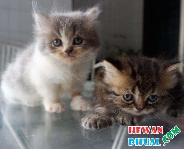 [Dijual] Kucing Persia Umur 2bulan Gembul ,bulu Tebal Lucu