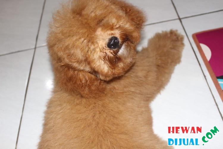 [Dijual] Anjing Toy Poodle Stambum Dan Vaksin Lengkap