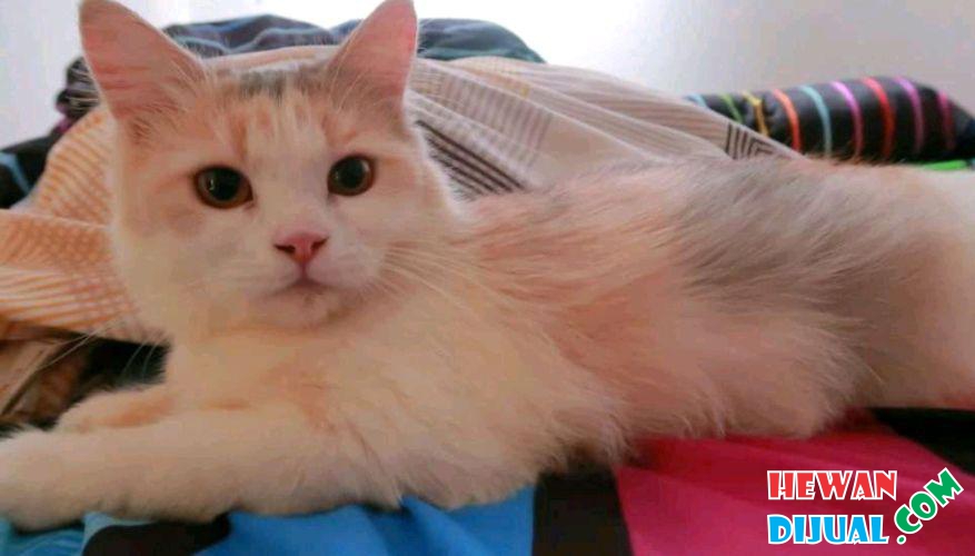 [Dijual] Kucing Persia Betina 1 Tahun 3 Warna Sehat Manja | HewanDijual.com