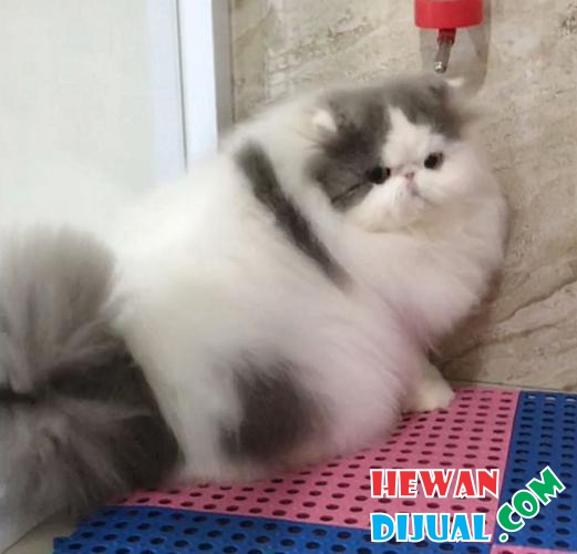  Dijual Kucing  Persia Hidung  Pesek  Umur 5 Bulan 