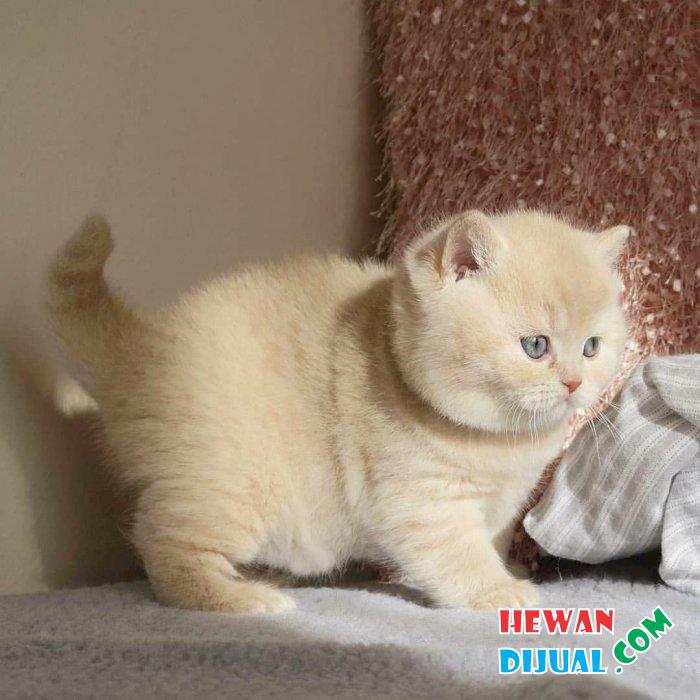 Kucing British Shorthair : Jual kitten Kucing himalaya mix British