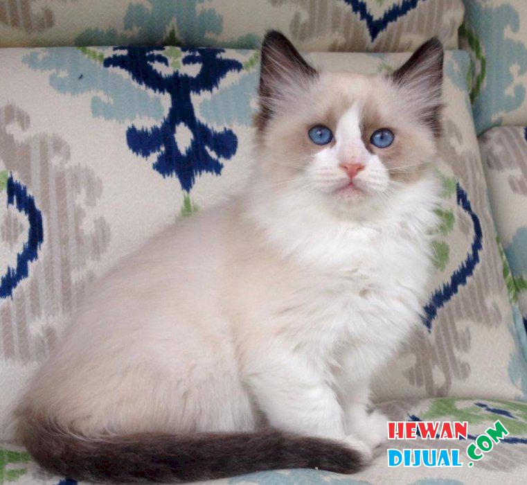 Dijual Kucing Ragdoll Murah & Terpercaya! | HewanDiJual.com
