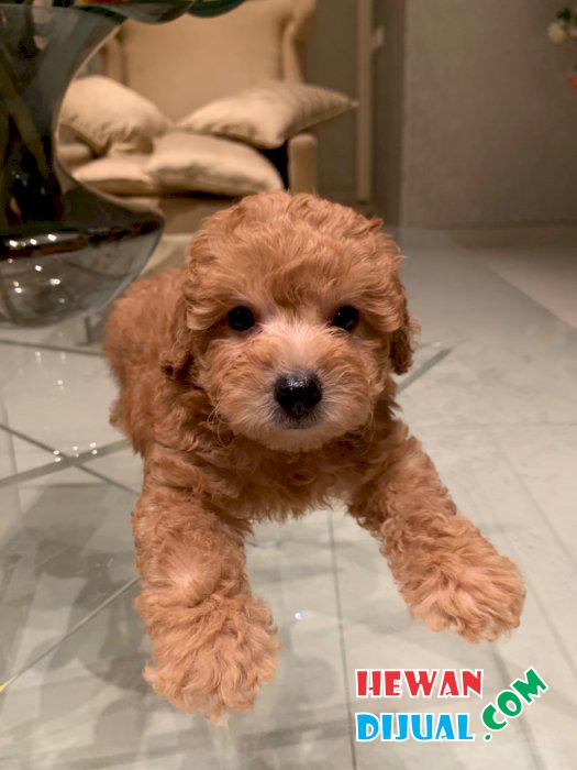 harga red toy poodle