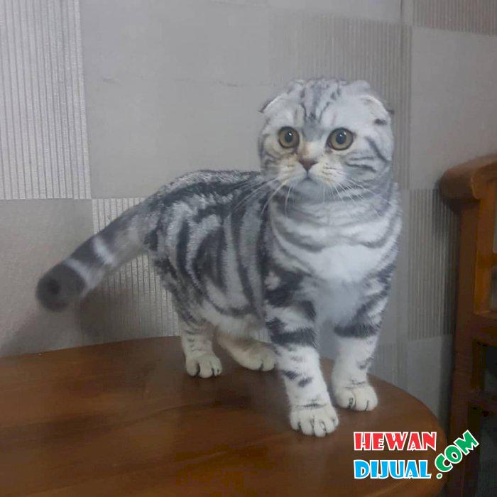 Dijual Kucing Murah & Terpercaya | HewanDijual.com