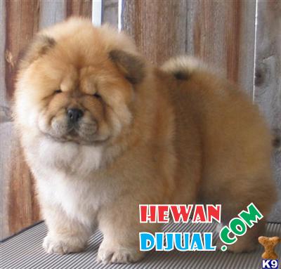 31++ Anjing chow chow dijual ideas