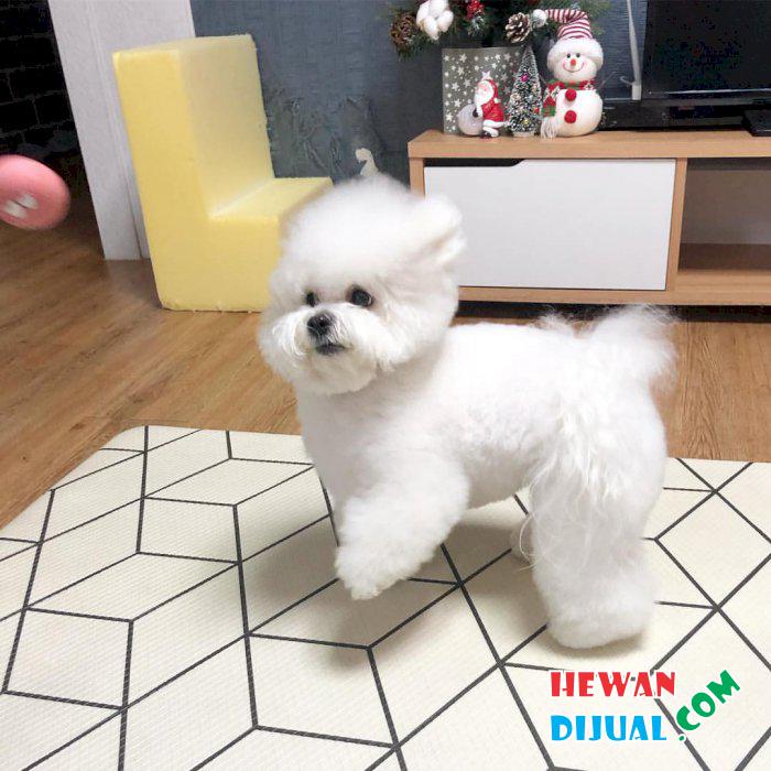 Dijual Anjing Bichon Frise Di Cirebon Hewandijual Com