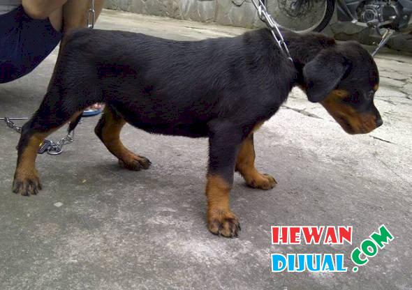 Dijual Anjing Rottweiler Jantan Hewandijual Com