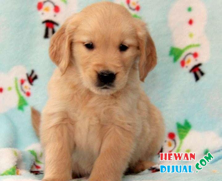Dijual Anjing Golden Retriever Murah & Terpercaya! | HewanDiJual.com