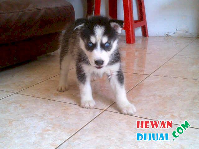 32+ Harga anjing husky jantan info