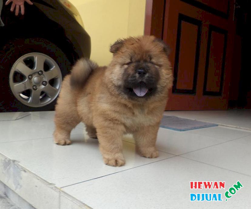 Dijual Anjing Chow Chow Murah Terpercaya Hewandijual Com