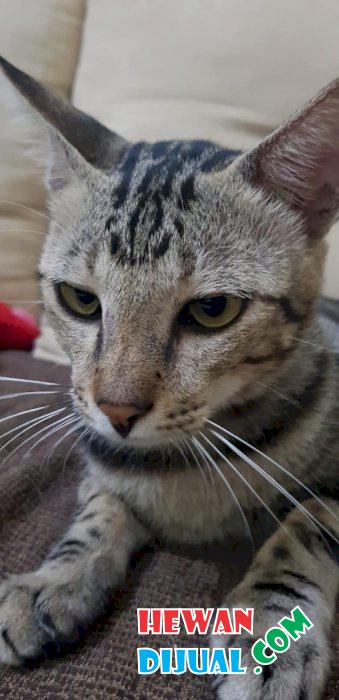 Dijual Kucing Bengal Jantan Umur 10 Bulan | HewanDijual.com