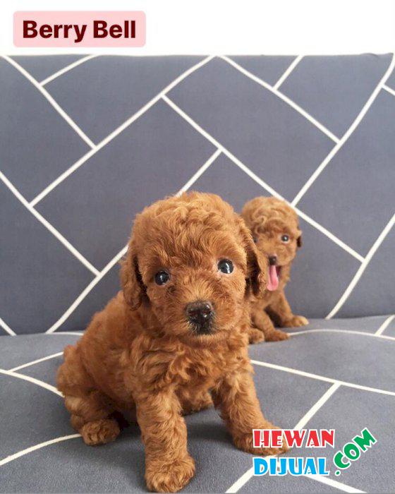 [Dijual] RTP 2 Ekor Betina Female Red Toy Poodle Mini Tiny
