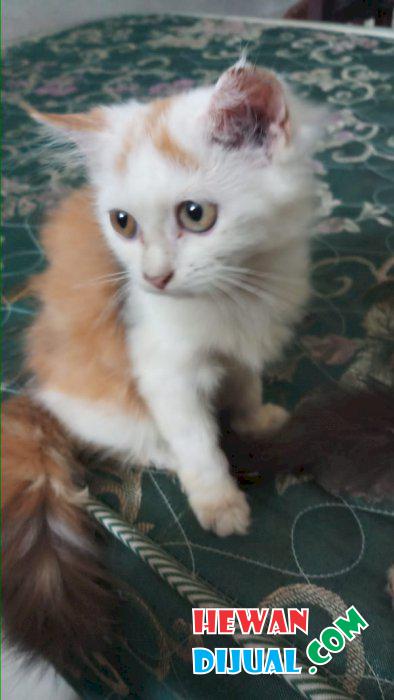 [Dijual] Sepasang Kitten Anggora Lucu | HewanDijual.com