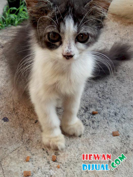 [Dijual] Sepasang Kitten Anggora Lucu | HewanDijual.com