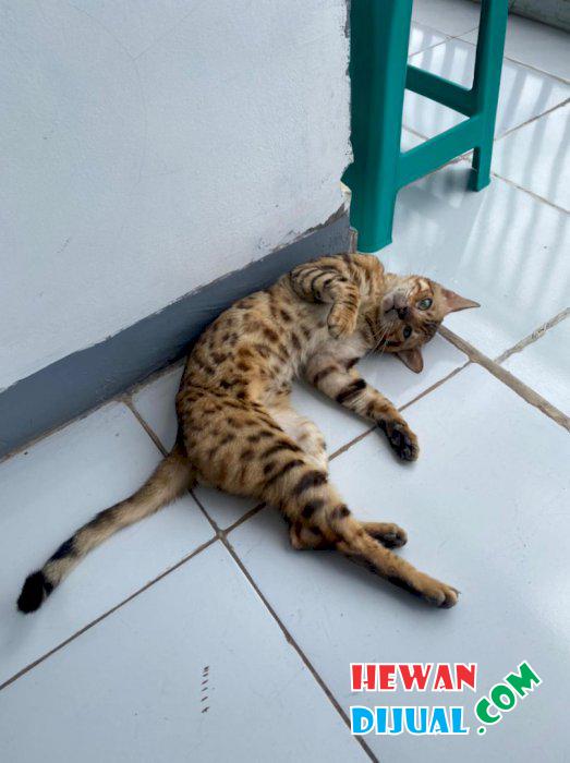 Dijual Kucing Murah & Terpercaya | HewanDijual.com